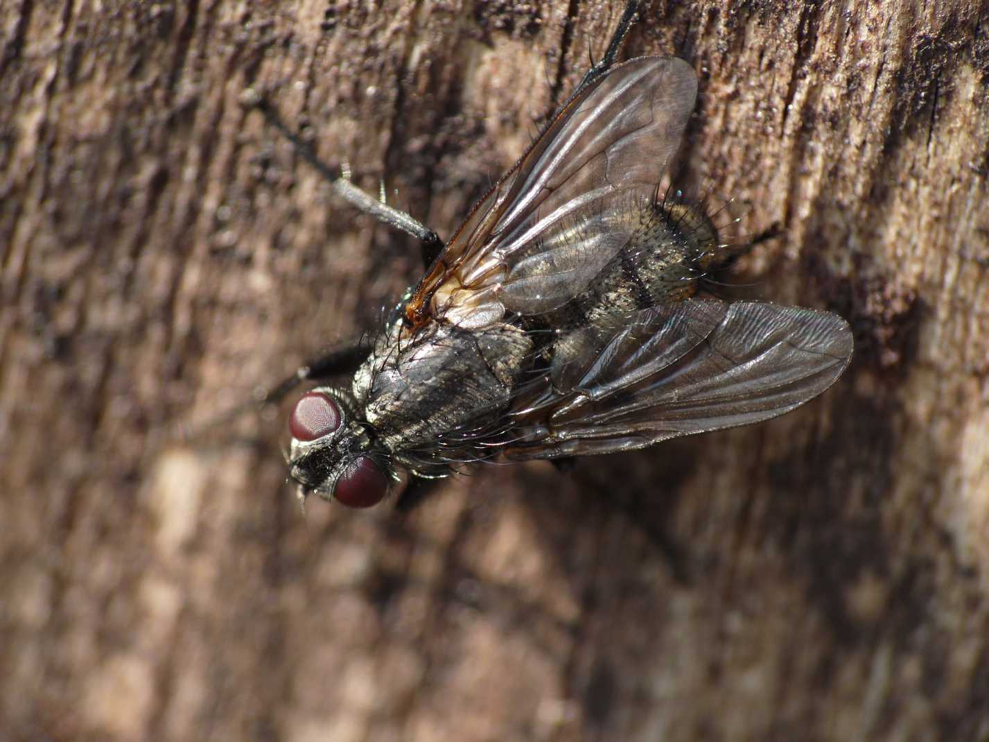 Rhinophoridae: possibile Phyto sp.